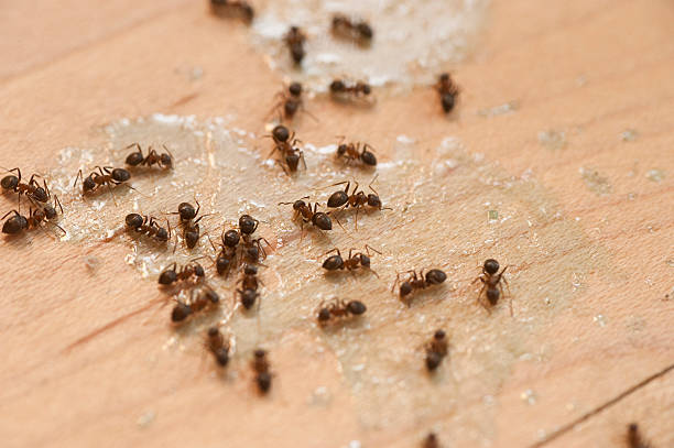 Best Pest Inspection Near Me  in Belton, SC